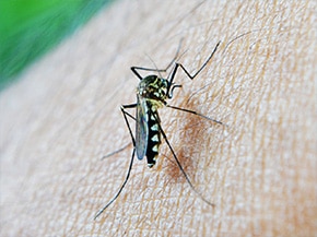 Afinal, o que é Chikungunya?